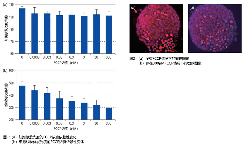 Figure1：（a）细胞核发光度的FCCP浓度依赖性变化 （b）细胞线粒体发光度的FCCP浓度依赖性变化  图2：（a）没有FCCP情况下的微球图像 （b）存在300μMFCCP情况下的微球图像