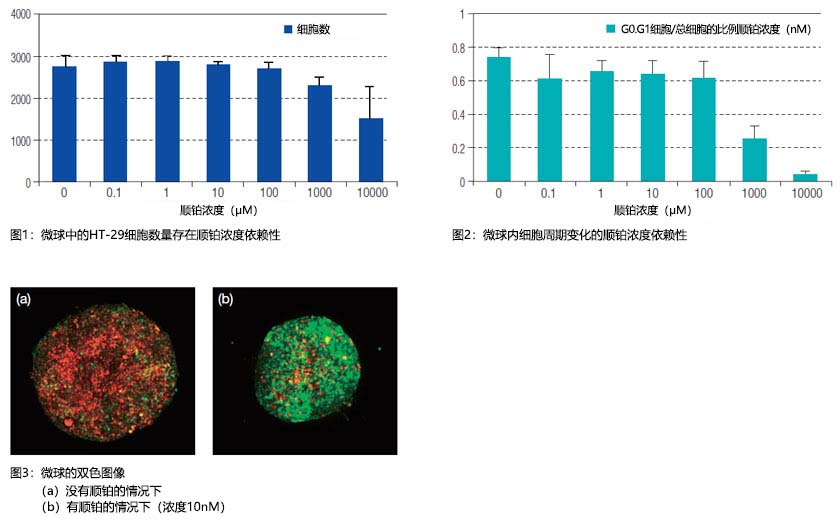 图1：微球中的HT-29细胞数量存在顺铂浓度依赖性 图2：微球内细胞周期变化的顺铂浓度依赖性  图3：微球的双色图像