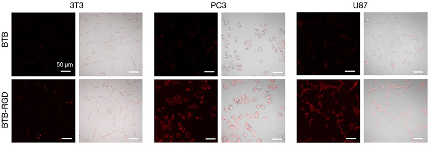 図3． BTB−RGD NPsまたはBTB NPs条件下で4時間培養した、がん細胞と正常な細胞のNIR-Ⅱ蛍光画像