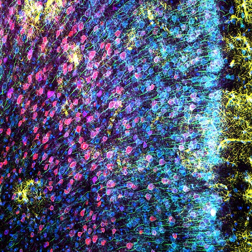 图2 小鼠内侧前额叶皮层切片6色标记：神经胶质纤维酸性蛋白（GFAP，小胶质细胞，黄色），钙调蛋白依赖蛋白激酶Ⅱ（CaMKII，锥体细胞，红色），Amphoterin诱导蛋白1前体（AMIGO-1，神经细胞膜，青蓝色），细小清蛋白（PV，抑制型神经，紫色），后锚蛋白G（AnkG，神经细胞轴突起始段，绿色），核黄（细胞核，蓝色）