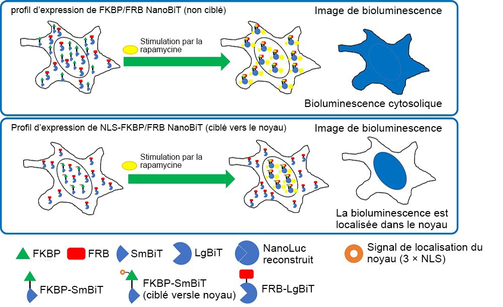 Figure 2. Localisation intracellulaire des paires FKBP/FRB NanoBiT et NLS-FKBP/FRB NanoBiT.