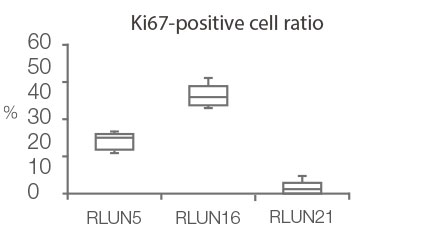 Ki67-positive cell ratio