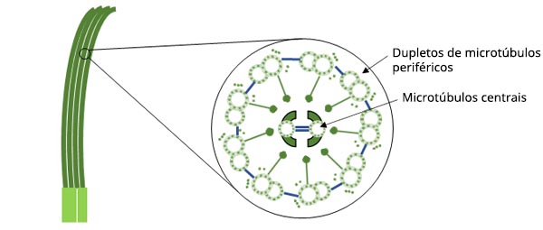 Figura 1. Diagrama esquemático da estrutura dos cílios.