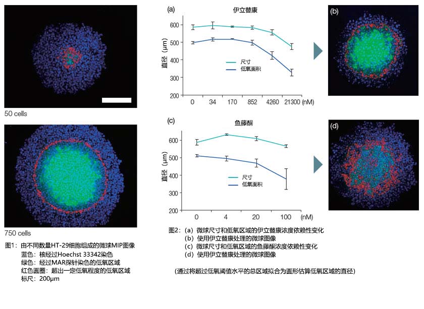 图1：由不同数量HT-29细胞组成的微球MIP图像 图2：（a）微球尺寸和低氧区域的伊立替康浓度依赖性变化