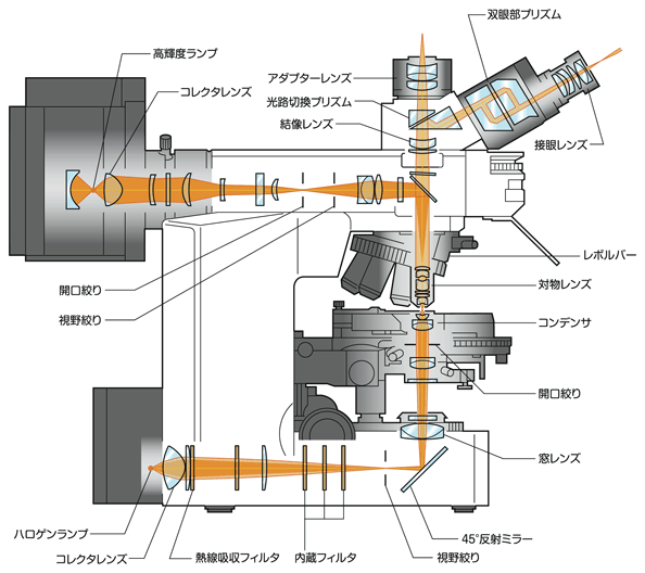 図1 顕微鏡光学系の例（正立型顕微鏡）