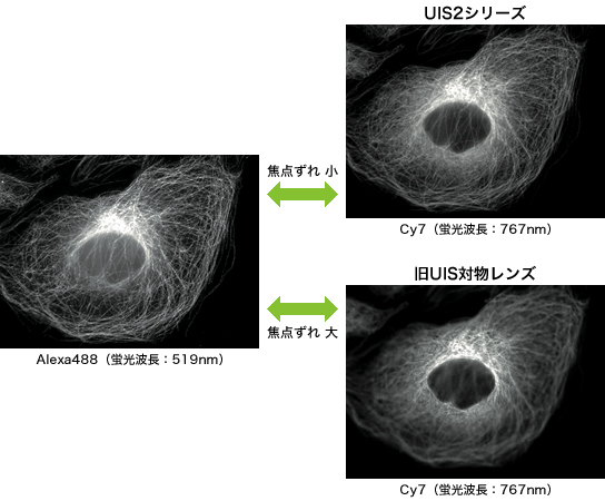培養細胞（PtK2）の微小管