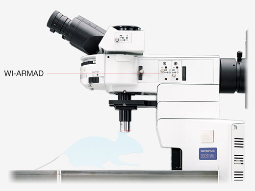研究用ステージ固定式正立顕微鏡 BX51WI | オリンパス ライフサイエンス