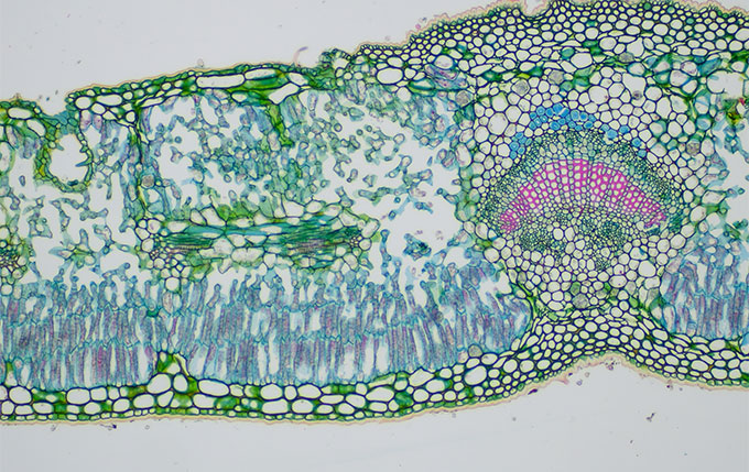 Imagen de adelfa (Nerium oleander), en observación de campo claro con el microscopio CX23, capturada con la cámara EP50 y el adaptador de montaje 0.5X a una magnificación de 10X.