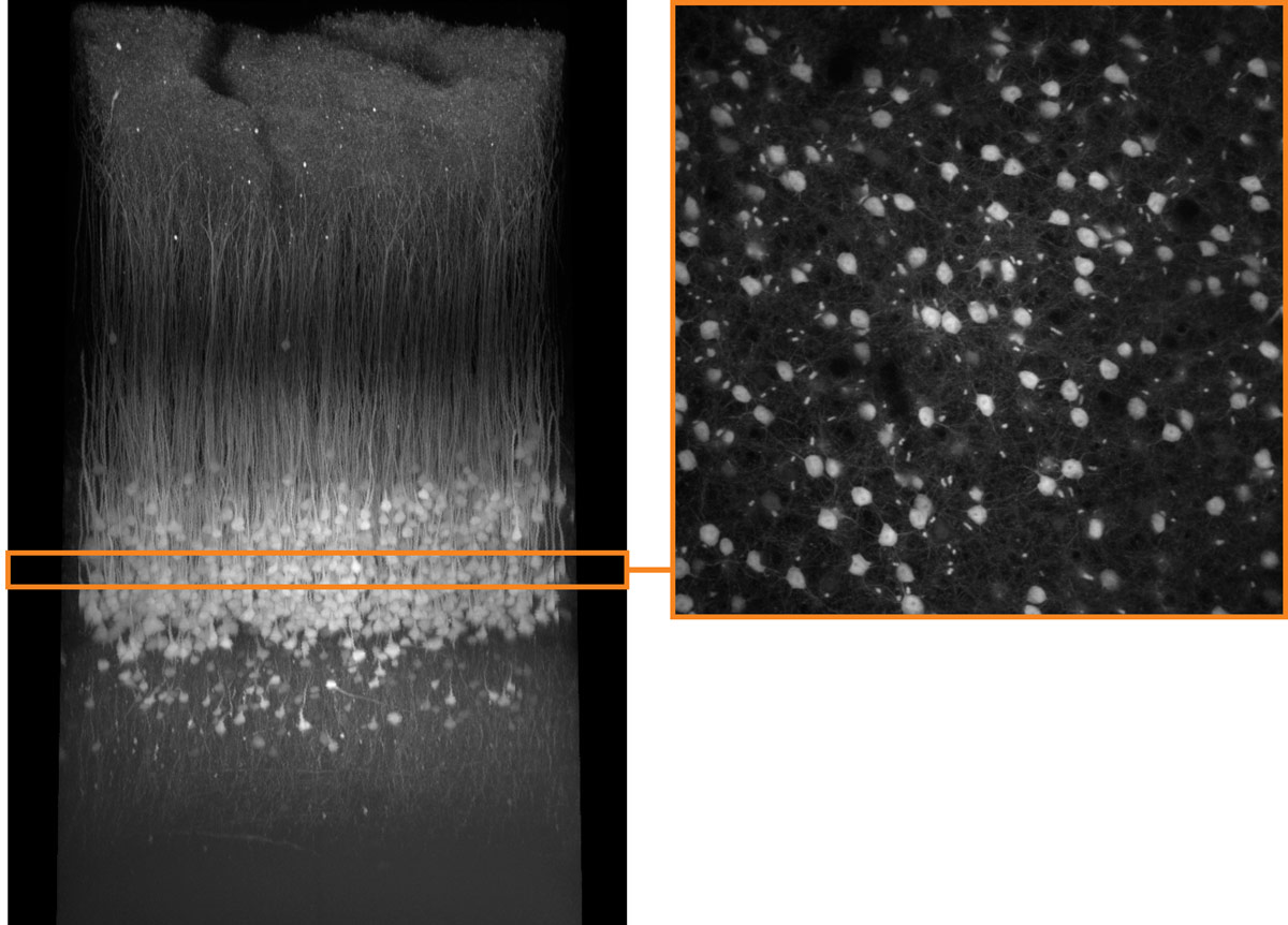 TruResolution対物レンズを使用して撮影した生きたマウス脳の表面から深さ900µmまでの3次元画像