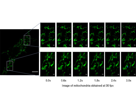 GFP로 표지된 미토콘드리아. 30 fps로 촬영되어 개별적인 미토콘드리아의 움직임을 볼 수 있습니다.