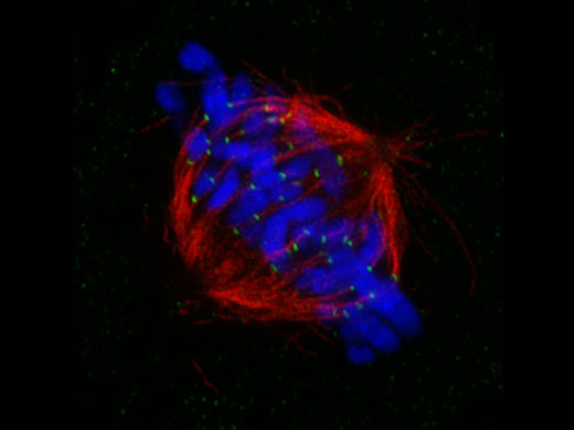 Huso mitótico en metafase celular