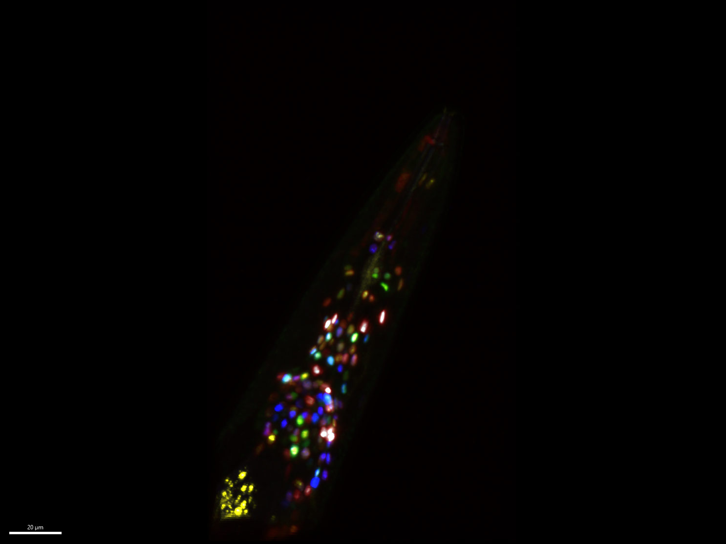NeuroPAL 세포주와 GCaMP 세포주가 혼합된 꼬마선충(C. elegans) 하이브리드 세포주의 다색 이미지