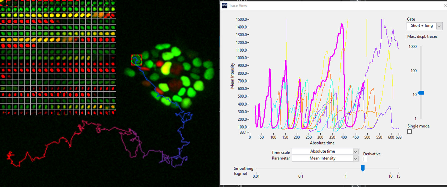 hES cells expressing FUCC (CA) biosensor. Courtesy of Dr. Silvia Santos, The Francis Crick Institute, London, UK.