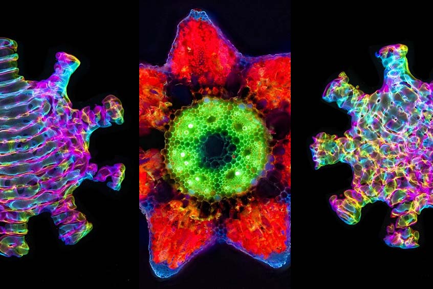 Mikroskopiebilder als Kunst