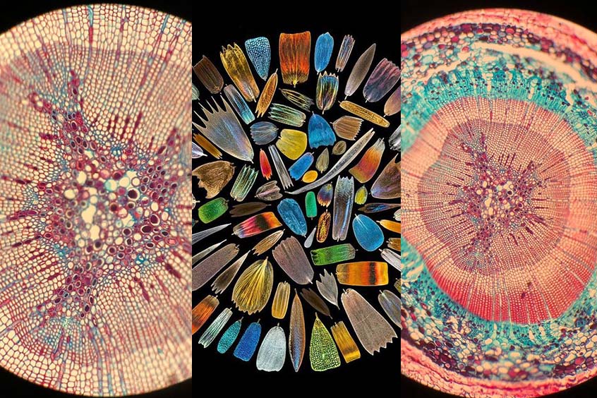 Farbenprächtige Mikroskopiewerke