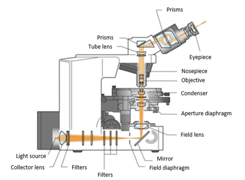 Diagram of a typical brightfield microscope