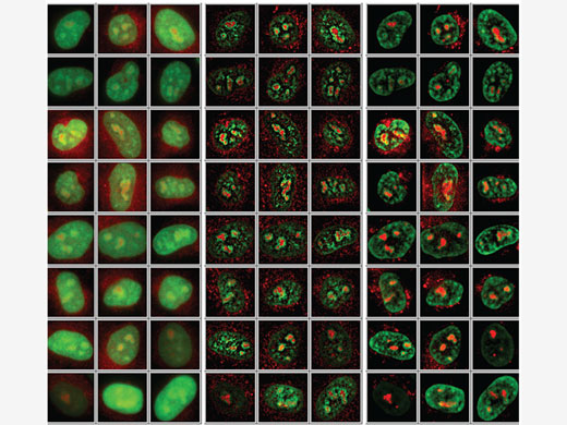 High-content analysis at single cell resolution