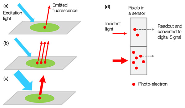 Figure 1 – From sample to digital signal: (a) an excited labeled target emits fluorescence light. The light intensity increases when more targets are in the sample (b) or we apply stronger excitation light (c). The signal intensity is proportional to the incident light intensity (d). 