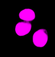 (C) the AI detection of nuclei positions from the brightfield image.