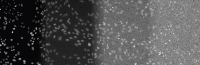 Figure 2 From left to right: DAPI-stained nuclei of HeLa cells with optimal illumination (100%), low light exposure (2%), very low light exposure (0.2%), and extremely low light exposure (0.05%). The SNR decreases significantly, because signal levels decrease to the camera’s noise level, eventually reaching the detection threshold of the camera. Contrast optimized per SNR for visualization only.