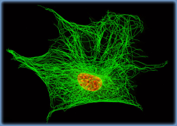 3T3 Fibroblast Cells with Alexa Fluor 488 and TO-PRO-3