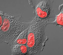 Rabbit Kidney Epithelial Cells with mCherry Histone H2B