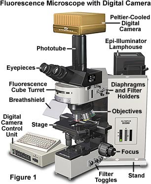 Digital Imaging in Optical Microscopy