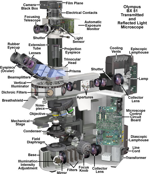 Olympus BX51 Microscope Cutaway Diagram | オリンパス ライフサイエンス