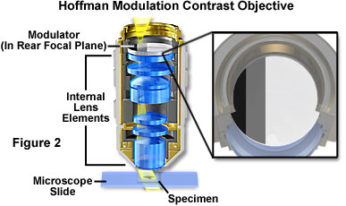 Anatomy of the Microscope - Microscope Objectives | オリンパス