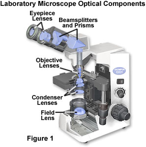 optical lens microscope