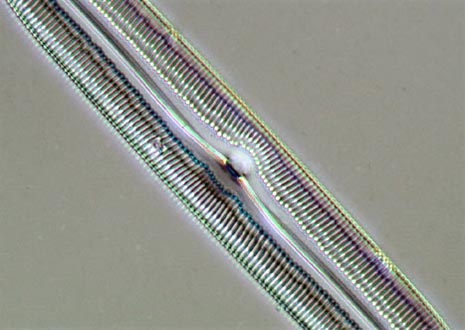 Diatom Frustule