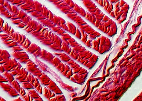 Earthworm Muscle Tissue