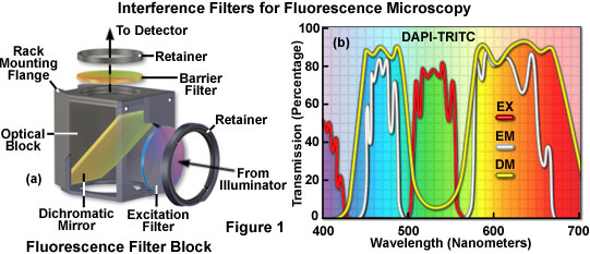 Fluorescence - Interference Filters For Fluorescence Microscopy ...