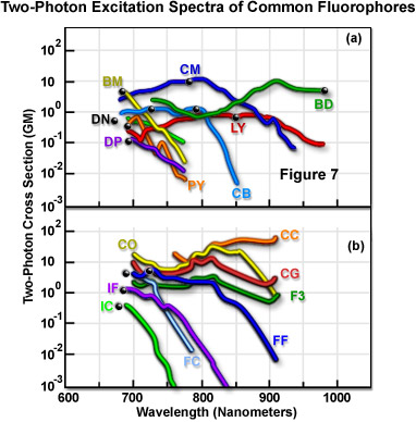 Two-photon excitation spectra of common fluorophores