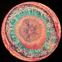 Querschnitt eines Kiefernstamms unter dem Mikroskop