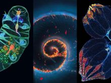 IOTY Favorites—Our Most Popular Microscope Images for February 2023