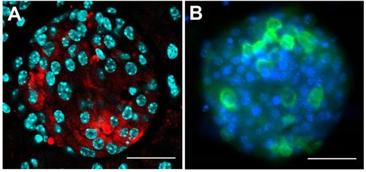 图2：研究小鼠的胰岛细胞。