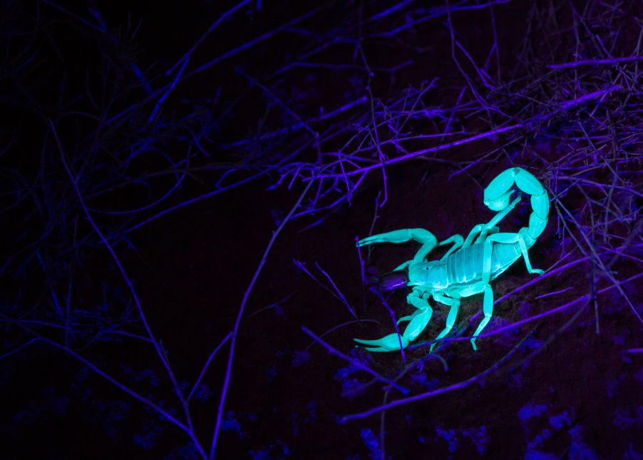Autofluorescence in scorpions