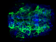 À velocidade da vida – Avanços de microscopia de luz-folha para formação de imagens biológicas