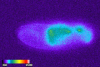 ショウジョウバエの胚発生過程におけるプロモーターアッセイの発光イメージング