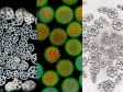 きれいな花粉：2023年10月の人気顕微鏡画像