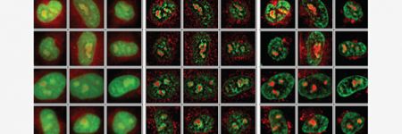 High-content analysis at single cell resolution