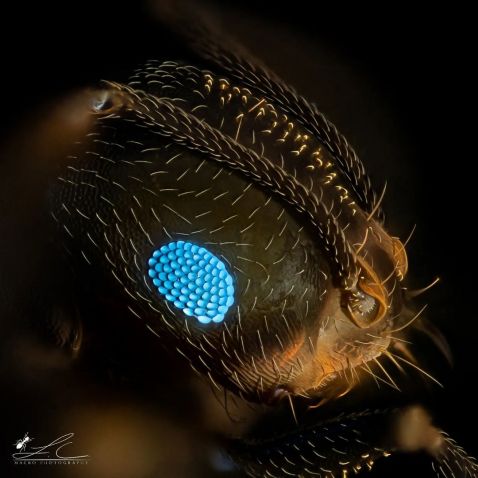 Compound eyes of an ant under a microscope