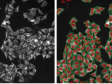 20 Beispiele für die mühelose Segmentierung von Zellkernen und Zellen mit vortrainierten Deep-Learning-Modellen