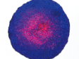 Fluorescent Image Analysis–Live Dead Cell Assay of Spheroids
