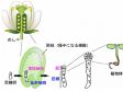 식물 접합체 배발생의 장기적 라이브 셀 이미징을 위한 실리콘 침지 대물 렌즈의 적용