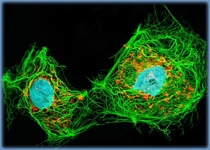 Enhanced Green Fluorescent Protein in Transfected PtK2 Cells