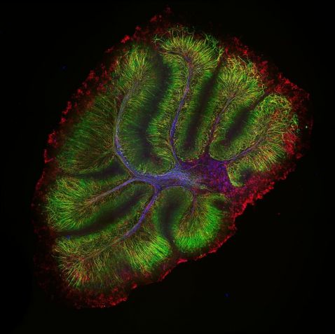 Confocal image of a mouse cerebellum