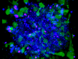 Aquisição de imagens com lapso de tempo 3D de esferoides com o microscópio confocal FLUOVIEW FV3000: observação contínua por 48 horas da citotoxicidade mediada por células dependente de anticorpos (ADCC)