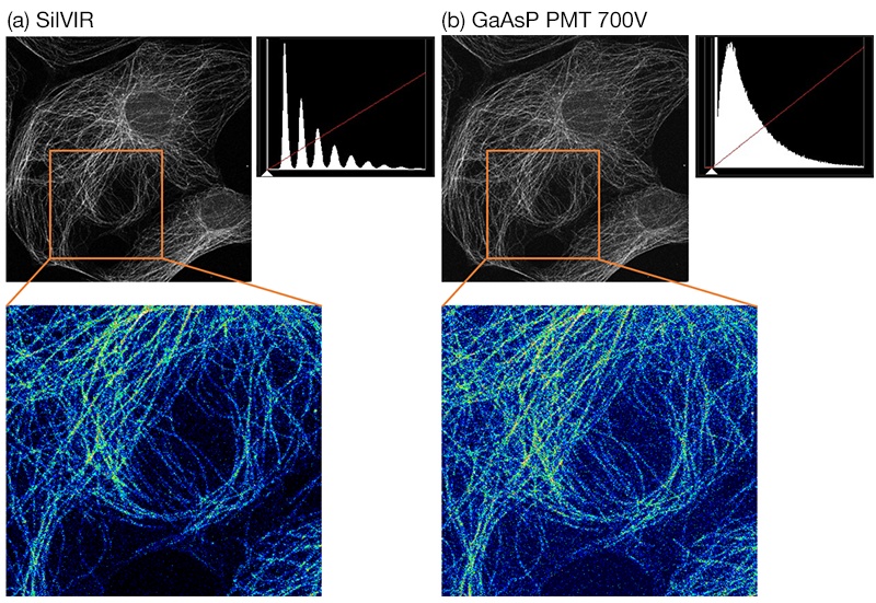 Figure 15. This figure shows a sample with very dim fluorescence captured (15a) by the SilVIR detector and by a (15b) GaAsP PMT at 700 V. The same sample was excited by the same laser power. The maximum fluorescence intensity is about 12 photons/2 µs. The intensity histogram of the image captured using the SilVIR detector shows a comb-like structure, which indicates the number of photons were accurately detected. More noise was observed in the background of the image acquired using the PMT.